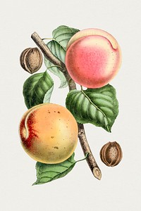 Hand drawn apricot. Original from Biodiversity Heritage Library. Digitally enhanced by rawpixel.