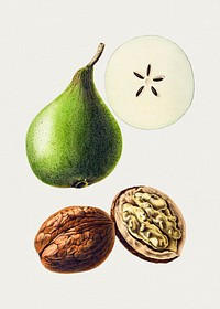 Vintage pear and walnut. Original from Biodiversity Heritage Library. Digitally enhanced by rawpixel.
