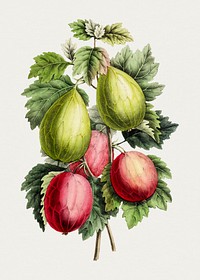 Hand drawn gooseberry. Original from Biodiversity Heritage Library. Digitally enhanced by rawpixel.