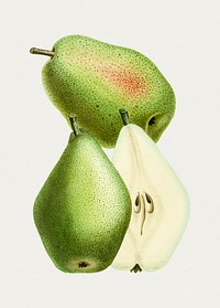 Vintage New Poiteau pear. Original from Biodiversity Heritage Library. Digitally enhanced by rawpixel.