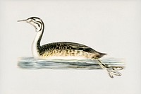 Podiceps Cristatus illustrated by the von Wright brothers. Digitally enhanced from our own 1929 folio version of Svenska Fåglar Efter Naturen Och Pa Sten Ritade.