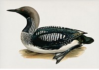 Black-throated loon (Colymbus Arcticus) illustrated by <a href="https://www.rawpixel.com/search/the%20von%20Wright%20brothers?">the von Wright brothers</a>. Digitally enhanced from our own 1929 folio version of Svenska F&aring;glar Efter Naturen Och Pa Sten Ritade.