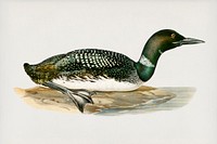 Common loon (Colymbus immer) illustrated by <a href="https://www.rawpixel.com/search/the%20von%20Wright%20brothers?">the von Wright brother</a>s. Digitally enhanced from our own 1929 folio version of Svenska F&aring;glar Efter Naturen Och Pa Sten Ritade.