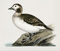 Harelda Hyemalis (Long-tailed Duck female) illustrated by <a href="https://www.rawpixel.com/search/the%20von%20Wright%20brothers?">the von Wright brothers</a>. Digitally enhanced from our own 1929 folio version of Svenska F&aring;glar Efter Naturen Och Pa Sten Ritade.