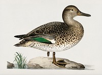 Teal (Anas crecca) illustrated by <a href="https://www.rawpixel.com/search/the%20von%20Wright%20brothers?">the von Wright brothers</a>. Digitally enhanced from our own 1929 folio version of Svenska F&aring;glar Efter Naturen Och Pa Sten Ritade.