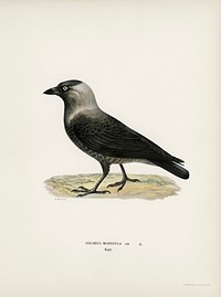 Western jackdaw (Coloeus monedula) illustrated by<a href="https://www.rawpixel.com/search/the%20von%20Wright%20brothers?"> the von Wright brothers. </a>Digitally enhanced from our own 1929 folio version of Svenska F&aring;glar Efter Naturen Och Pa Sten Ritade.