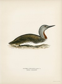 Red-throated loon (Colymbus Stellatus) illustrated by the von Wright brothers. Digitally enhanced from our own 1929 folio version of Svenska F&aring;glar Efter Naturen Och Pa Sten Ritade.