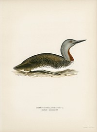 Red-throated loon (Colymbus Stellatus) illustrated by the von Wright brothers. Digitally enhanced from our own 1929 folio version of Svenska Fåglar Efter Naturen Och Pa Sten Ritade.