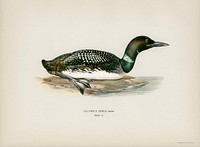 Common loon (Colymbus immer) illustrated by <a href="https://www.rawpixel.com/search/the%20von%20Wright%20brothers?">the von Wright brother</a>s. Digitally enhanced from our own 1929 folio version of Svenska F&aring;glar Efter Naturen Och Pa Sten Ritade.