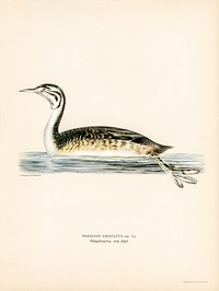 Podiceps Cristatus illustrated by the von Wright brothers. Digitally enhanced from our own 1929 folio version of Svenska Fåglar Efter Naturen Och Pa Sten Ritade.