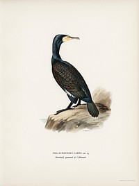 Great cormoran (Phalacrocorax Carbo) illustrated by <a href="https://www.rawpixel.com/search/the%20von%20Wright%20brothers?">the von Wright brothers</a>. Digitally enhanced from our own 1929 folio version of Svenska F&aring;glar Efter Naturen Och Pa Sten Ritade.