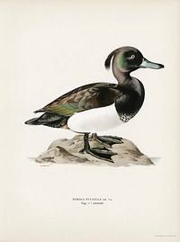 Ferruginous duck male (Nyroca fuligule) illustrated by <a href="https://www.rawpixel.com/search/the%20von%20Wright%20brothers?">the von Wright brothers</a>. Digitally enhanced from our own 1929 folio version of Svenska F&aring;glar Efter Naturen Och Pa Sten Ritade.