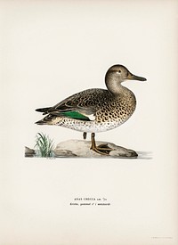 Teal (Anas crecca) illustrated by <a href="https://www.rawpixel.com/search/the%20von%20Wright%20brothers?">the von Wright brothers</a>. Digitally enhanced from our own 1929 folio version of Svenska F&aring;glar Efter Naturen Och Pa Sten Ritade.