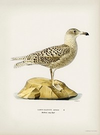 Glaucous gull (Larus glaucus) illustrated by the von Wright brothers. Digitally enhanced from our own 1929 folio version of Svenska F&aring;glar Efter Naturen Och Pa Sten Ritade.