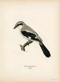 Great Grey Shrike (Lanius excubitor) illustrated by <a href="https://www.rawpixel.com/search/the%20von%20Wright%20brothers?">the von Wright brothers. </a>Digitally enhanced from our own 1929 folio version of Svenska F&aring;glar Efter Naturen Och Pa Sten Ritade.