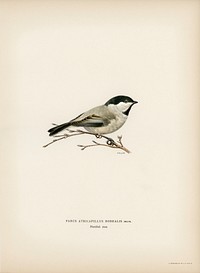 Black-capped chickadee (Parus atricapillus) illustrated by the von Wright brothers. Digitally enhanced from our own 1929 folio version of Svenska Fåglar Efter Naturen Och Pa Sten Ritade.