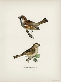 Common chiffchaff (Phylloscopus collybita) and House Sparrow female (Passer domesticus) illustrated by <a href="https://www.rawpixel.com/search/the%20von%20Wright%20brothers?">the von Wright brothers.</a> Digitally enhanced from our own 1929 folio version of Svenska F&aring;glar Efter Naturen Och Pa Sten Ritade.
