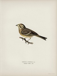 Yellowhammer (Emberiza citrinella) illustrated by <a href="https://www.rawpixel.com/search/the%20von%20Wright%20brothers?">the von Wright brothers. </a>Digitally enhanced from our own 1929 folio version of Svenska F&aring;glar Efter Naturen Och Pa Sten Ritade.