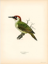 Picus viridis ♂ illustrated by <a href="https://www.rawpixel.com/search/the%20von%20Wright%20brothers?">the von Wright brothers.</a> Digitally enhanced from our own 1929 folio version of Svenska F&aring;glar Efter Naturen Och Pa Sten Ritade.
