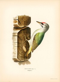 Picus canus ♂ illustrated by <a href="https://www.rawpixel.com/search/the%20von%20Wright%20brothers?">the von Wright brothers</a>. Digitally enhanced from our own 1929 folio version of Svenska F&aring;glar Efter Naturen Och Pa Sten Ritade.