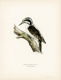 Three-toed woodpecker (Picoides Tridactylus) illustrated by the von Wright brothers. Digitally enhanced from our own 1929 folio version of Svenska F&aring;glar Efter Naturen Och Pa Sten Ritade.