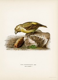 Parrot crossbill (Loxia pytyopsittacus) illustrated by <a href="https://www.rawpixel.com/search/the%20von%20Wright%20brothers?">the von Wright brothers</a>. Digitally enhanced from our own 1929 folio version of Svenska F&aring;glar Efter Naturen Och Pa Sten Ritade.