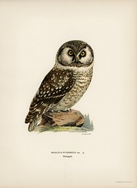 Boreal Owl, Tengmalm&#39;s Owl (Aegolius funereus) illustrated by <a href="https://www.rawpixel.com/search/the%20von%20Wright%20brothers?&amp;page=1">the von Wright brothers</a>. Digitally enhanced from our own 1929 folio version of Svenska F&aring;glar Efter Naturen Och Pa Sten Ritade.