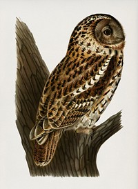 Strix aluco (Tawny owl) illustrated by <a href="https://www.rawpixel.com/search/the%20von%20Wright%20brothers?&amp;page=1">the von Wright brothers</a>. Digitally enhanced from our own 1929 folio version of Svenska F&aring;glar Efter Naturen Och Pa Sten Ritade.