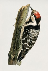 Lesser spotted woodpecker (Dryobates minor) illustrated by the von Wright brothers. Digitally enhanced from our own 1929 folio version of Svenska F&aring;glar Efter Naturen Och Pa Sten Ritade.