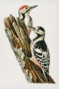 White-backed woodpecker 1♀ , 2♂ (Dryobates leucotus) illustrated by the von Wright brothers. Digitally enhanced from our own 1929 folio version of Svenska F&aring;glar Efter Naturen Och Pa Sten Ritade.