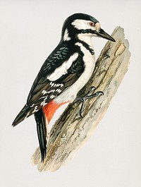 Great spotted woodpecker-female ♀ (Dryobates major) illustrated by <a href="https://www.rawpixel.com/search/the%20von%20Wright%20brothers?">the von Wright brothers</a>. Digitally enhanced from our own 1929 folio version of Svenska F&aring;glar Efter Naturen Och Pa Sten Ritade.