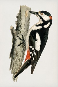 Great spotted woodpecker-male (Dryobates major) illustrated by the von Wright brothers. Digitally enhanced from our own 1929 folio version of Svenska F&aring;glar Efter Naturen Och Pa Sten Ritade.