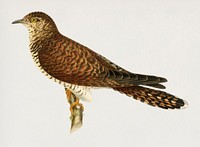 Common cuckoo-female ♀ (Cuculus canorus) illustrated by the von Wright brothers. Digitally enhanced from our own 1929 folio version of Svenska Fåglar Efter Naturen Och Pa Sten Ritade.