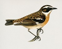 Whinchat (Pratincola rubetra) illustrated by <a href="https://www.rawpixel.com/search/the%20von%20Wright%20brothers?">the von Wright brothers. </a>Digitally enhanced from our own 1929 folio version of Svenska F&aring;glar Efter Naturen Och Pa Sten Ritade.