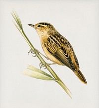 Aquatic warbler (Acrocephalus aquaticus) illustrated by <a href="https://www.rawpixel.com/search/the%20von%20Wright%20brothers?">the von Wright brothers. </a>Digitally enhanced from our own 1929 folio version of Svenska F&aring;glar Efter Naturen Och Pa Sten Ritade.