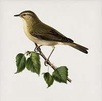 Willow Warbler (Phylloscopus trochilus) illustrated by<a href="https://www.rawpixel.com/search/the%20von%20Wright%20brothers?"> the von Wright brothers</a>. Digitally enhanced from our own 1929 folio version of Svenska F&aring;glar Efter Naturen Och Pa Sten Ritade.