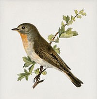 Red-breasted flycatcher ♂ (Ficedula parva) illustrated by<a href="https://www.rawpixel.com/search/the%20von%20Wright%20brothers?"> the von Wright brothers.</a> Digitally enhanced from our own 1929 folio version of Svenska F&aring;glar Efter Naturen Och Pa Sten Ritade.