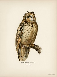 Short-eared Owl (Asio flammeus) illustrated by <a href="https://www.rawpixel.com/search/the%20von%20Wright%20brothers?&amp;page=1">the von Wright brothers</a>. Digitally enhanced from our own 1929 folio version of Svenska F&aring;glar Efter Naturen Och Pa Sten Ritade.