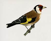 European Goldfinch (Carduelis carduelis) illustrated by<a href="https://www.rawpixel.com/search/the%20von%20Wright%20brothers?"> the von Wright brothers. </a>Digitally enhanced from our own 1929 folio version of Svenska F&aring;glar Efter Naturen Och Pa Sten Ritade.