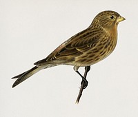 Twite (Acanthis flavirostris) illustrated by <a href="https://www.rawpixel.com/search/the%20von%20Wright%20brothers?">the von Wright brothers</a>. Digitally enhanced from our own 1929 folio version of Svenska F&aring;glar Efter Naturen Och Pa Sten Ritade.