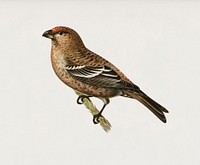 Pine Grosbeak male (Pinicola enucleator) illustrated by <a href="https://www.rawpixel.com/search/the%20von%20Wright%20brothers?">the von Wright brothers.</a> Digitally enhanced from our own 1929 folio version of Svenska F&aring;glar Efter Naturen Och Pa Sten Ritade.