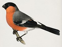 Eurasian bullfinch♀ (Pyrrhula pyrrhulav) illustrated by the von Wright brothers. Digitally enhanced from our own 1929 folio version of Svenska Fåglar Efter Naturen Och Pa Sten Ritade.