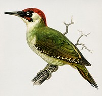 Picus viridis ♂ illustrated by <a href="https://www.rawpixel.com/search/the%20von%20Wright%20brothers?">the von Wright brothers.</a> Digitally enhanced from our own 1929 folio version of Svenska F&aring;glar Efter Naturen Och Pa Sten Ritade.