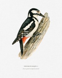 Great spotted woodpecker-female ♀ (Dryobates major) illustrated by the von Wright brothers. Digitally enhanced from our own 1929 folio version of Svenska F&aring;glar Efter Naturen Och Pa Sten Ritade.