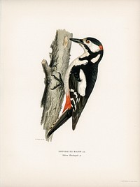 Great spotted woodpecker-male (Dryobates major) illustrated by<a href="https://www.rawpixel.com/search/the%20von%20Wright%20brothers?"> the von Wright brothers</a>. Digitally enhanced from our own 1929 folio version of Svenska F&aring;glar Efter Naturen Och Pa Sten Ritade.