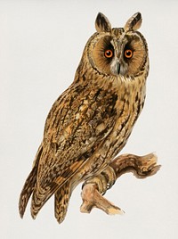 Asio otus owl illustrated by <a href="https://www.rawpixel.com/search/the%20von%20Wright%20brothers?&amp;page=1">the von Wright brothers</a>. Digitally enhanced from our own 1929 folio version of Svenska F&aring;glar Efter Naturen Och Pa Sten Ritade.