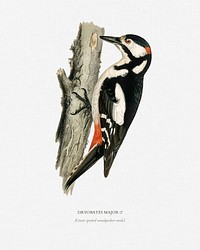 Great spotted woodpecker-male (Dryobates major) illustrated by<a href="https://www.rawpixel.com/search/the%20von%20Wright%20brothers?"> the von Wright brothers</a>. Digitally enhanced from our own 1929 folio version of Svenska F&aring;glar Efter Naturen Och Pa Sten Ritade.
