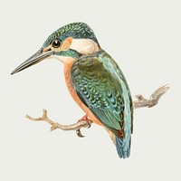 Alcedo bird vector hand drawn