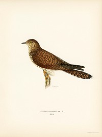 Common cuckoo-female ♀ (Cuculus canorus) illustrated by <a href="https://www.rawpixel.com/search/the%20von%20Wright%20brothers?&amp;page=1">the von Wright brothers</a>. Digitally enhanced from our own 1929 folio version of Svenska F&aring;glar Efter Naturen Och Pa Sten Ritade.
