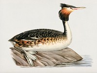 Podiceps cristatus ♂ illustrated by<a href="https://www.rawpixel.com/search/the%20von%20Wright%20brothers?"> the von Wright brothers.</a> Digitally enhanced from our own 1929 folio version of Svenska F&aring;glar Efter Naturen Och Pa Sten Ritade.